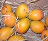 Emerging research indicates mangoes may lower blood sugar in obese adults