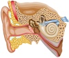 Cochlear implants — with no exterior hardware