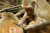 Upward mobility boosts immunity in monkeys