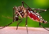 New malaria vaccine provides up to 100% immunity