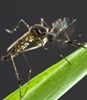 Mosquito sex change can end dengue