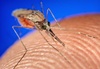 Scientists wipe out malaria-carrying mosquitoes in the lab with genetic method that creates male-only offspring