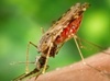 JNU researchers develop a novel molecule against malaria