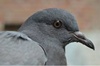 Pigeons can detect breast cancer with 99% accuracy: study