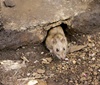 Oh, rats! Filthy humans caused Europe's 14th century plague: study