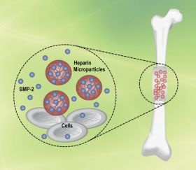 Engineering a better way to rebuild bones inside the body