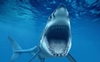 Sharks may show the way for humans to re-grow teeth