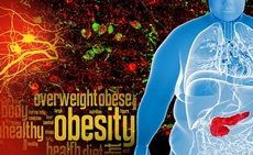 Clues to curbing obesity found in neuronal ‘sweet spot’