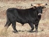 UK farmer forced to butcher aggressive ‘Nazi’ cows