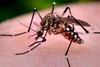 End-game for dengue as Indian scientists develop herbal remedy