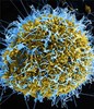 New test detects all viruses that infect people, animals