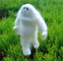 Yeti is a cross between bear species: DNA research