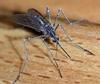 Scientists prove new technology to control malaria-carrying mosquitoes