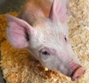 After Dolly, Roslin researchers create GM-modified piglet