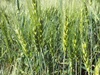 UK researchers develop new `superwheat’