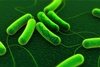 Bacteria become “genomic tape recorders”