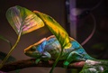 Chameleon-inspired nanolaser changes colors