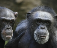 Chimpanzees show similar personality traits to humans - domain-b.com