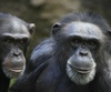 Chimpanzees show similar personality traits to humans