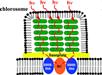 Neutron analysis yields insight into bacteria for solar energy