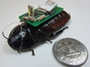 Cockroach cyborgs with microphones may help locate survivors after disasters