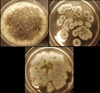Fungi recycle rechargeable lithium-ion batteries