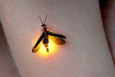 New work shines light on Hox genes responsible for firefly lantern development