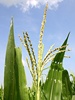 A-maize-ing double life of a genome