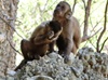 Monkeys seen making stone flakes: so humans are 'not unique' after all