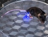 Engineers develop a wireless, fully implantable device to stimulate nerves in mice