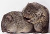 Discovery of consoling behaviour in rodents may benefit autism research