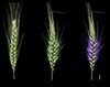 Wheat research discovery yields genetic secrets that could shape future crops