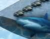 Using shark scales to design better drones, planes, and wind turbines