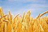 Scientists set to uncover DNA modification of wheat genome